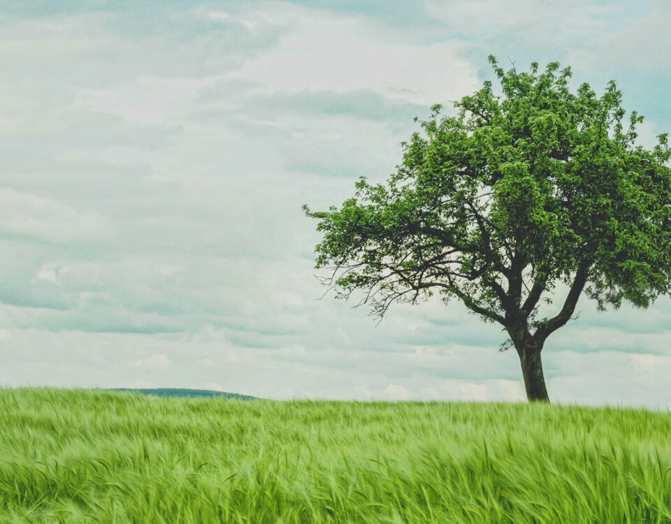 Altersversorge ab 50